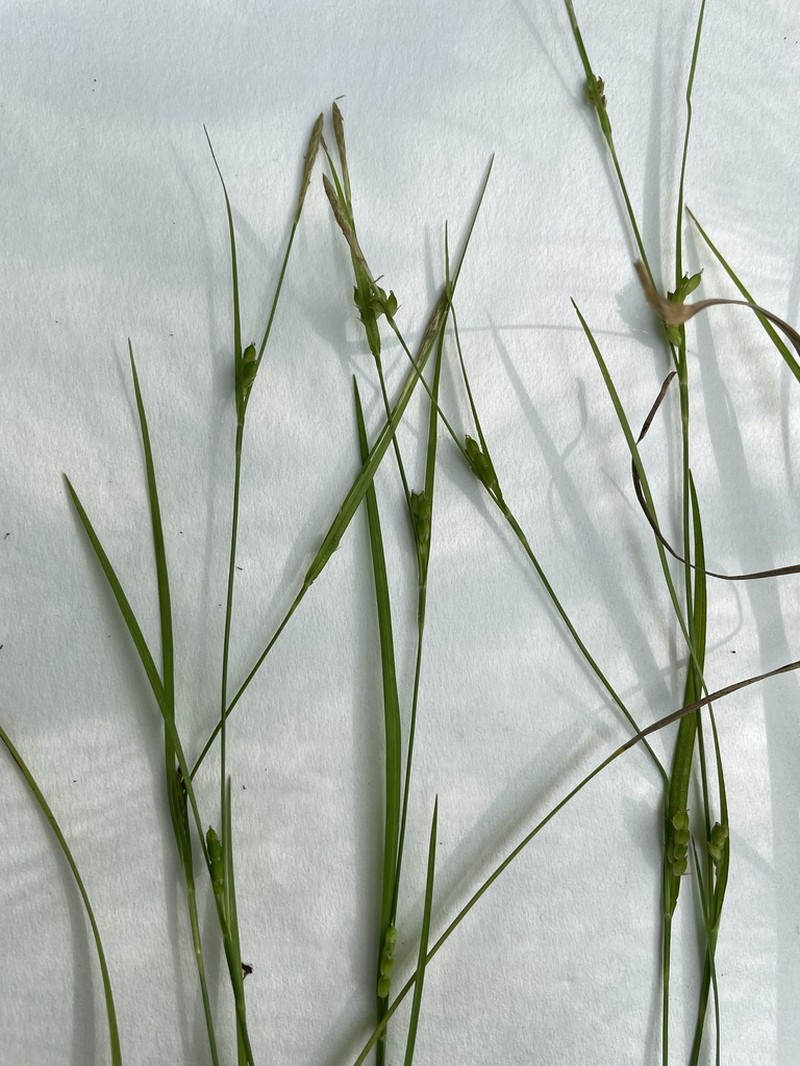 Thorne's Sedge
