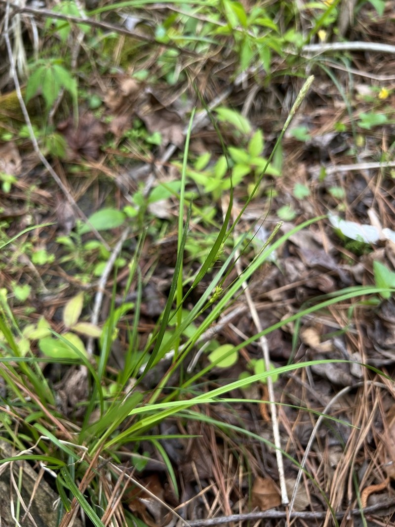 Thorne's Sedge photo 3