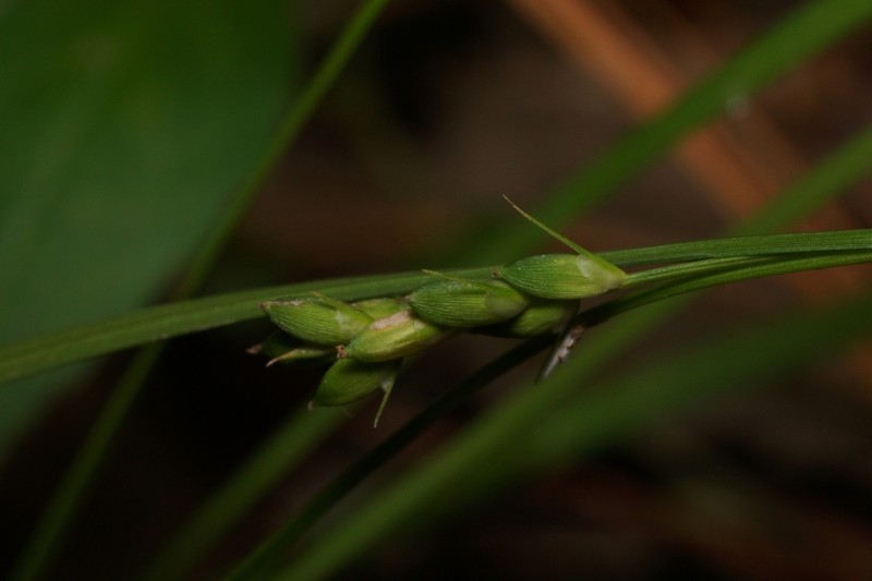 Thorne's Sedge photo 4