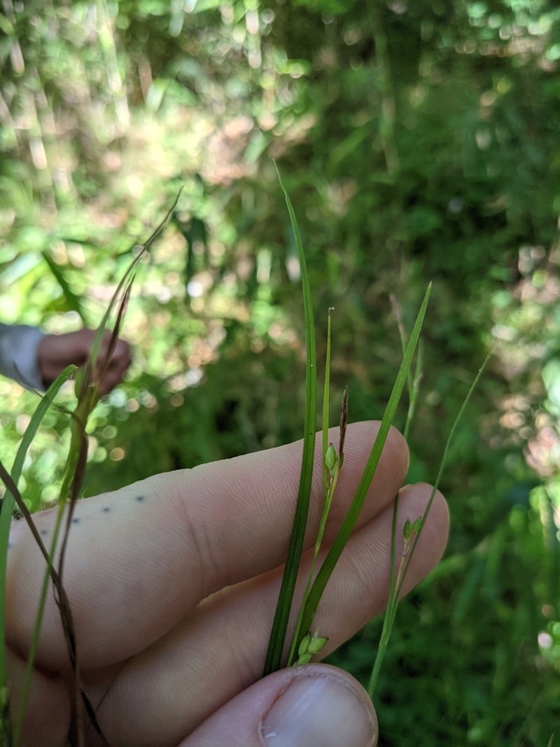 Thorne's Sedge photo 5