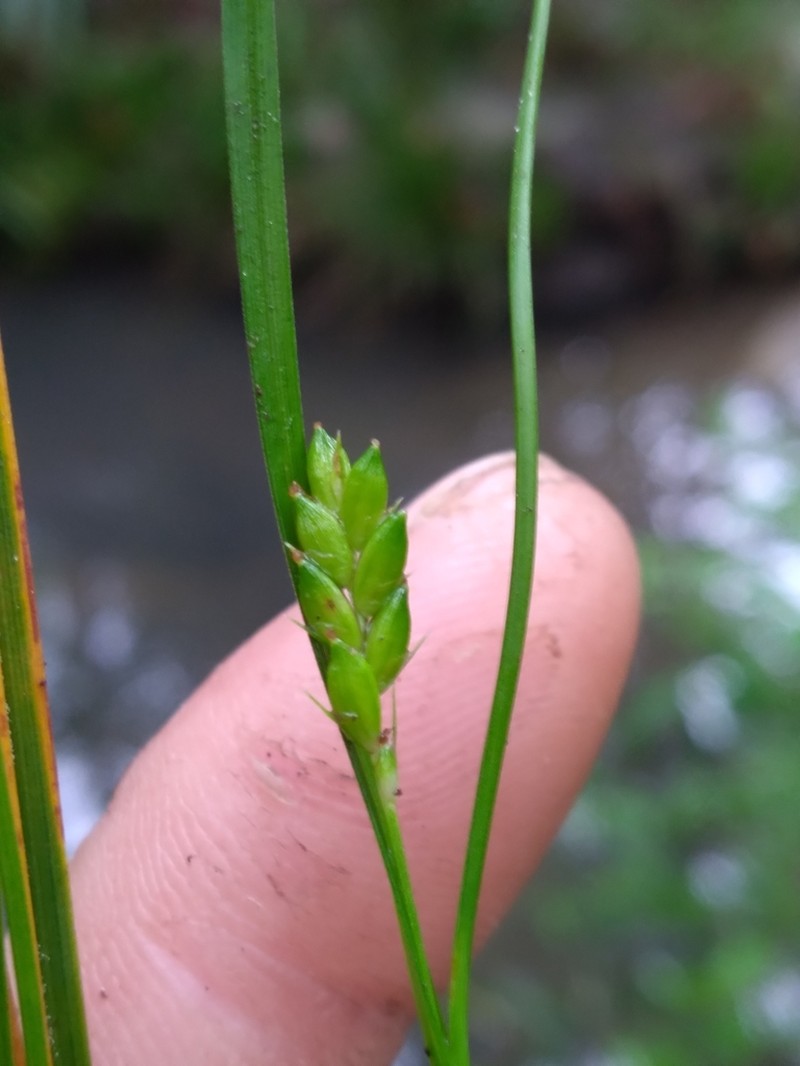 Thorne's Sedge photo 6