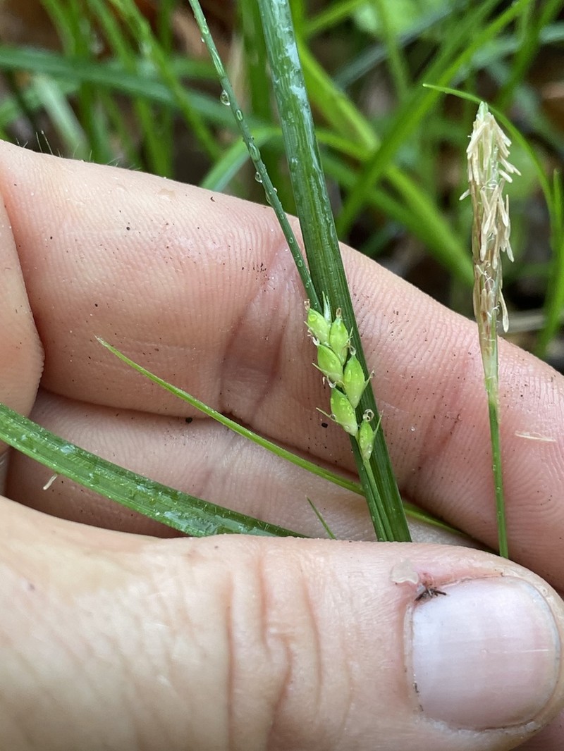 Thorne's Sedge photo 7