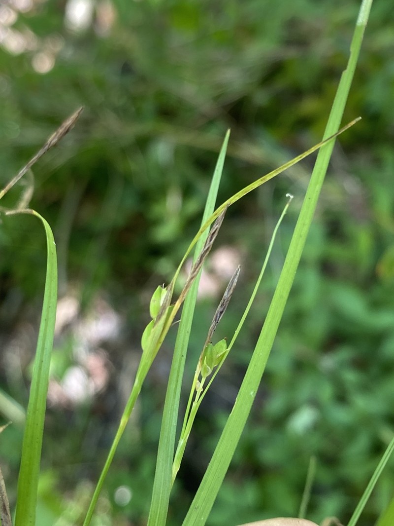 Thorne's Sedge photo 8