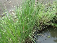 Maui Sedge