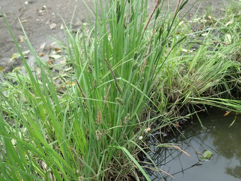 Maui Sedge
