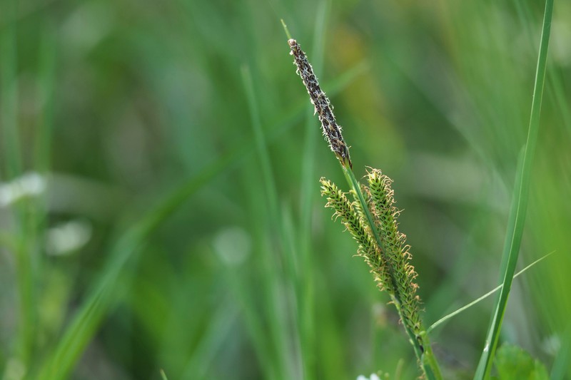 Maui Sedge photo 2