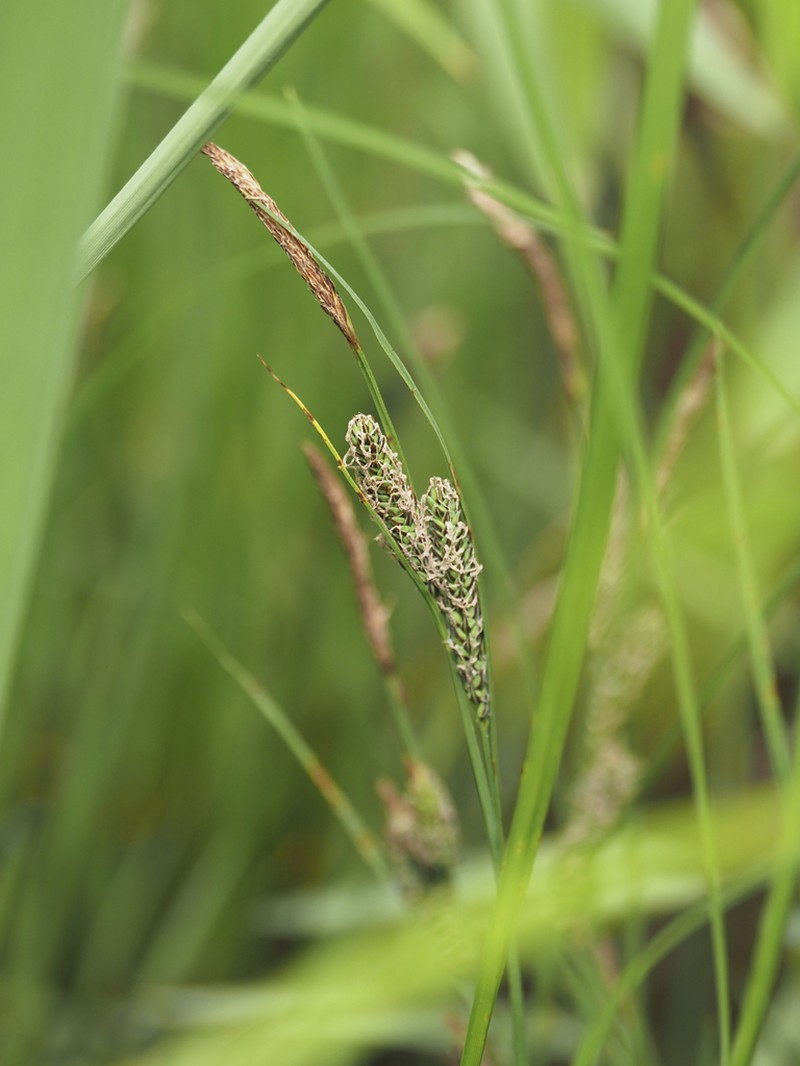 Maui Sedge photo 4
