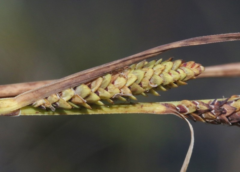 Maui Sedge photo 5