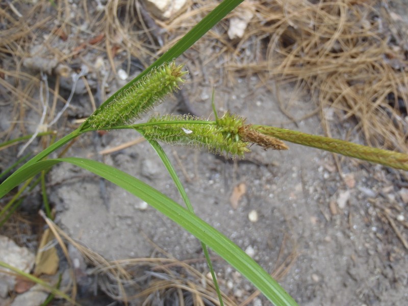 Thurber's Sedge