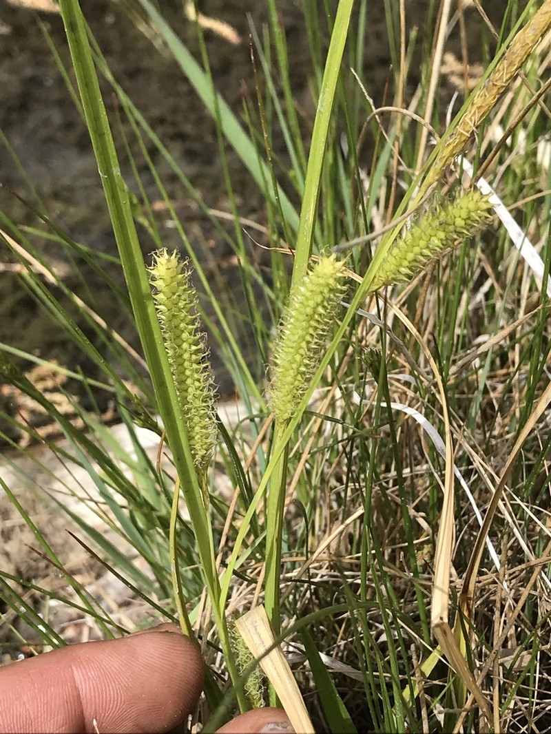 Thurber's Sedge photo 2