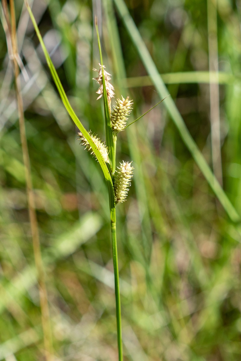 Thurber's Sedge photo 3