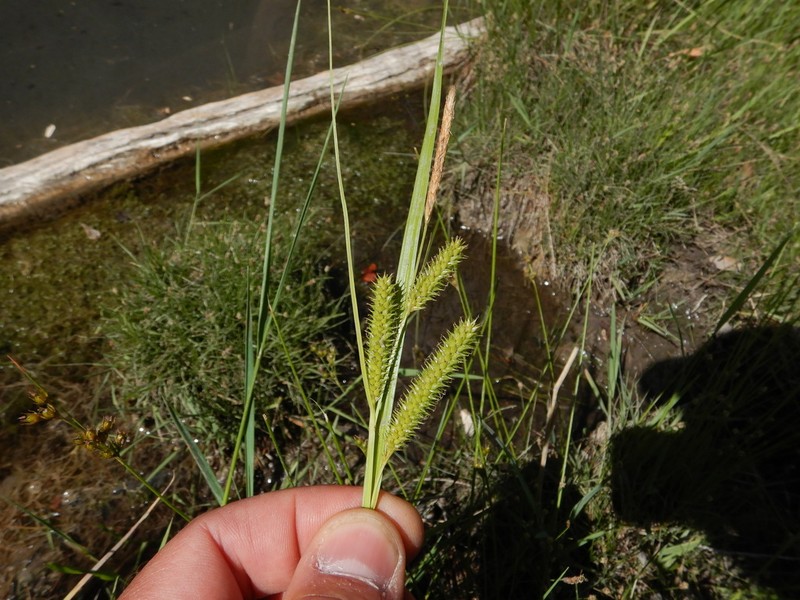Thurber's Sedge photo 4