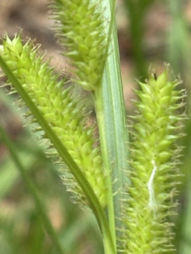 Thurber's Sedge photo 5