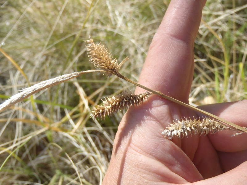 Thurber's Sedge photo 6