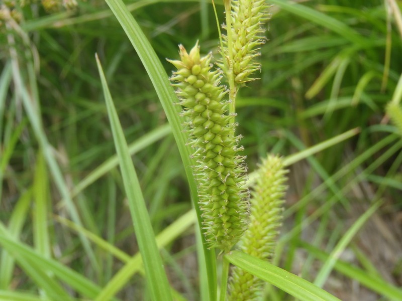 Thurber's Sedge photo 7