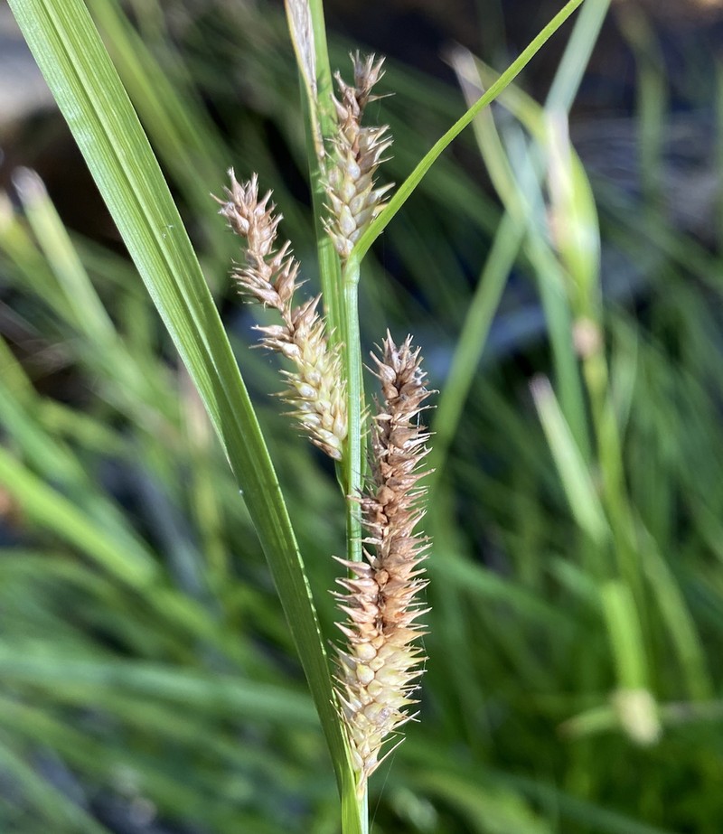 Thurber's Sedge photo 8