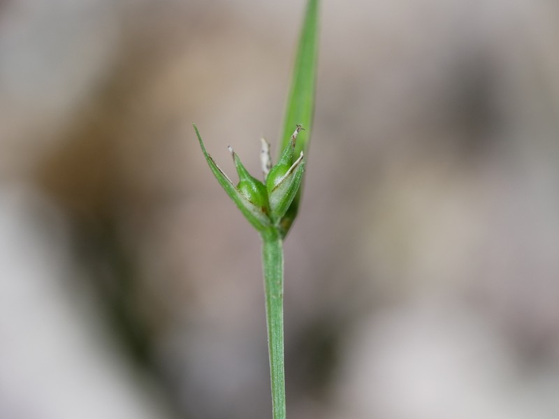 Sedge