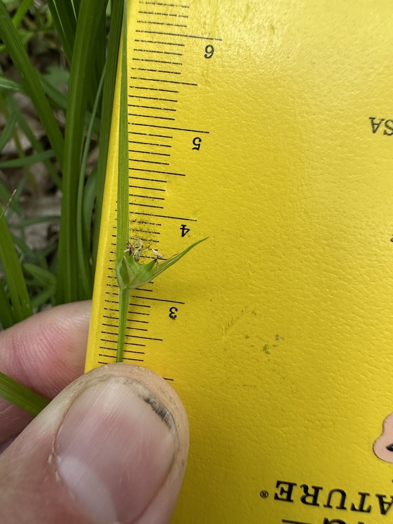 Sedge photo 2