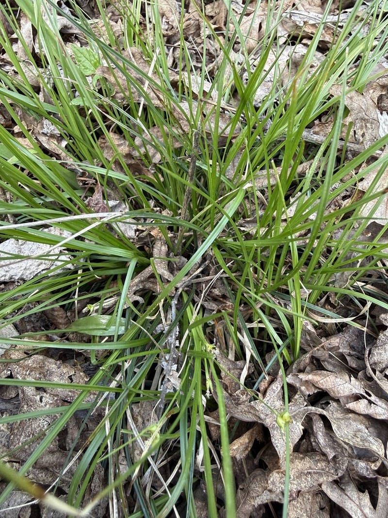 Sedge photo 3
