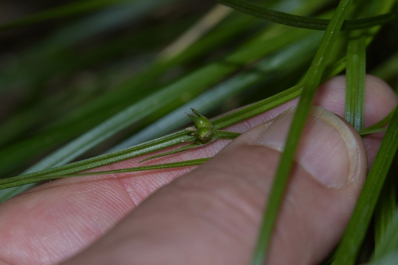 Sedge photo 4