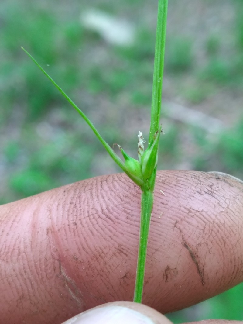 Sedge photo 5