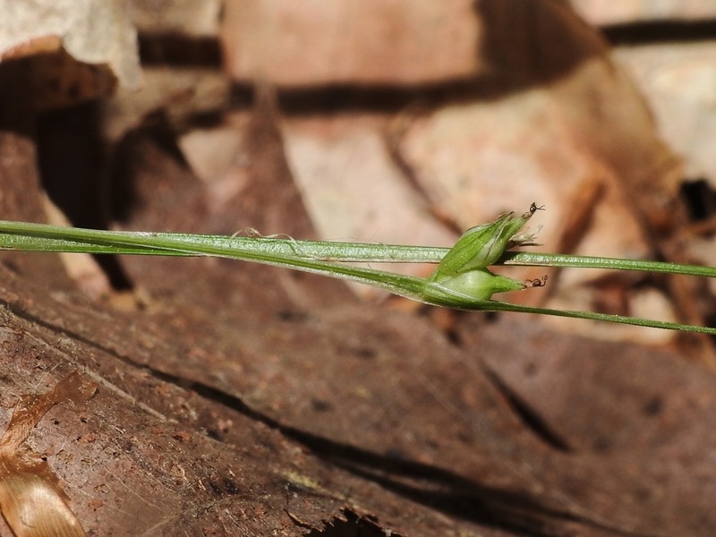 Sedge photo 6