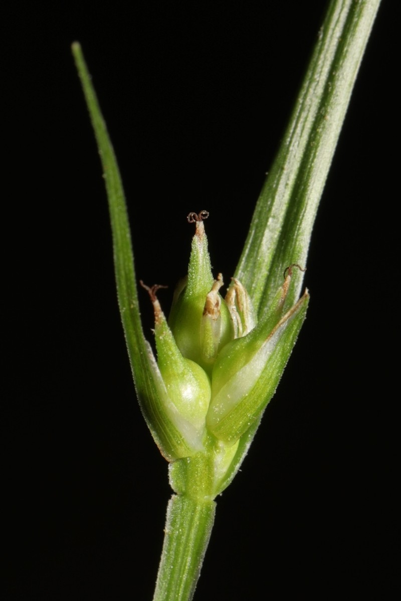 Sedge photo 7