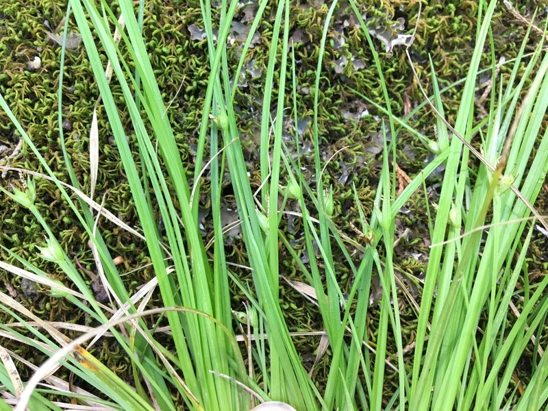 Sedge photo 8