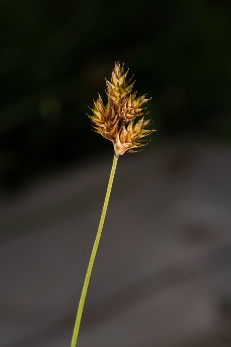 Tinged Sedge photo 2