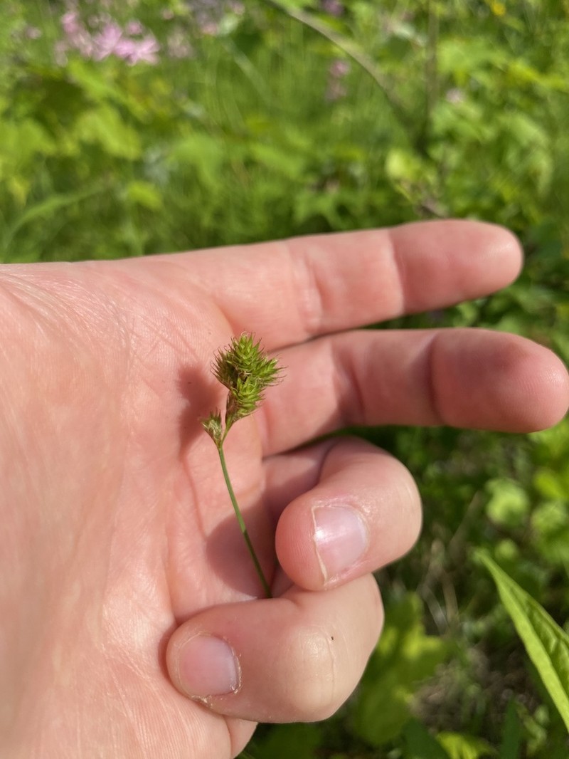 Tinged Sedge photo 3
