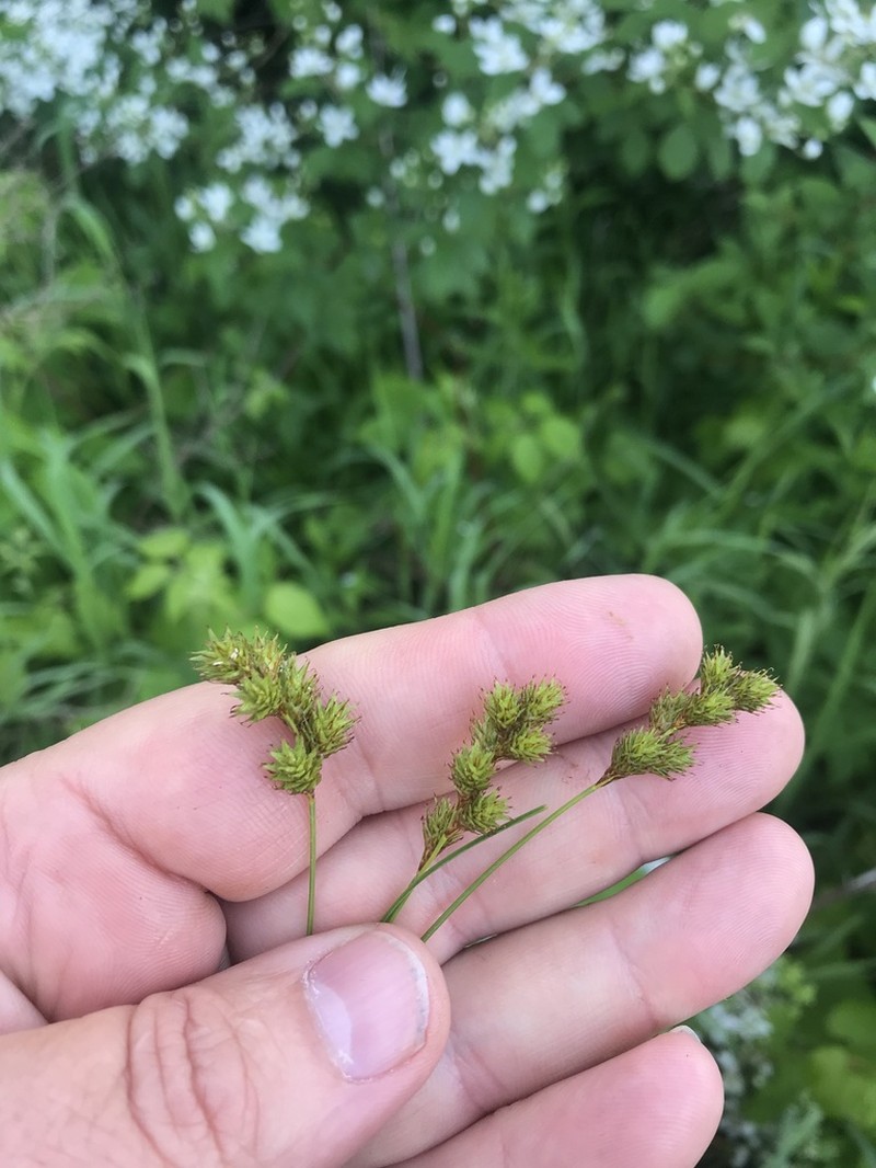 Tinged Sedge photo 4