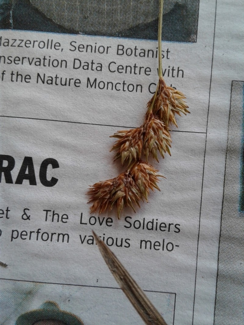 Tinged Sedge photo 5