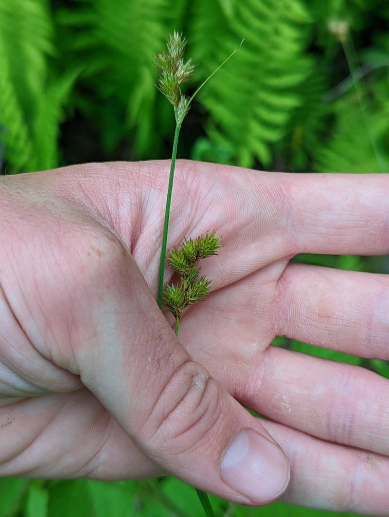 Tinged Sedge photo 6
