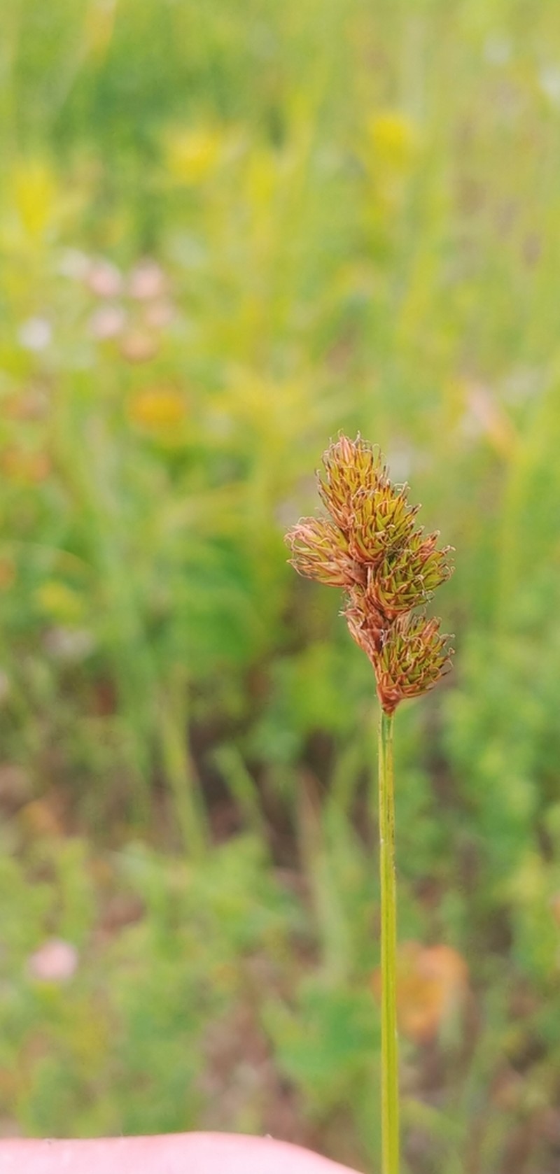 Tinged Sedge photo 7