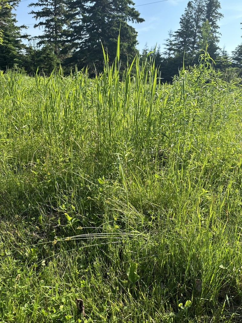 Tinged Sedge photo 8