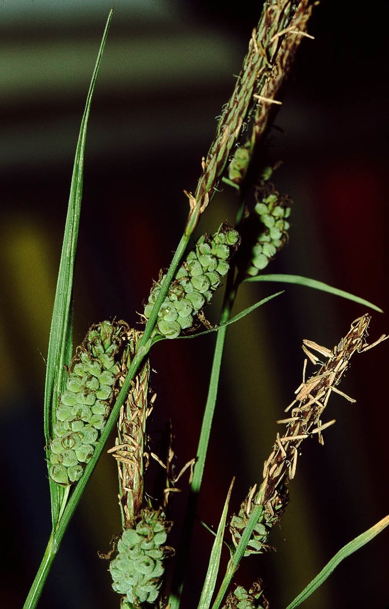 Care tomentosa