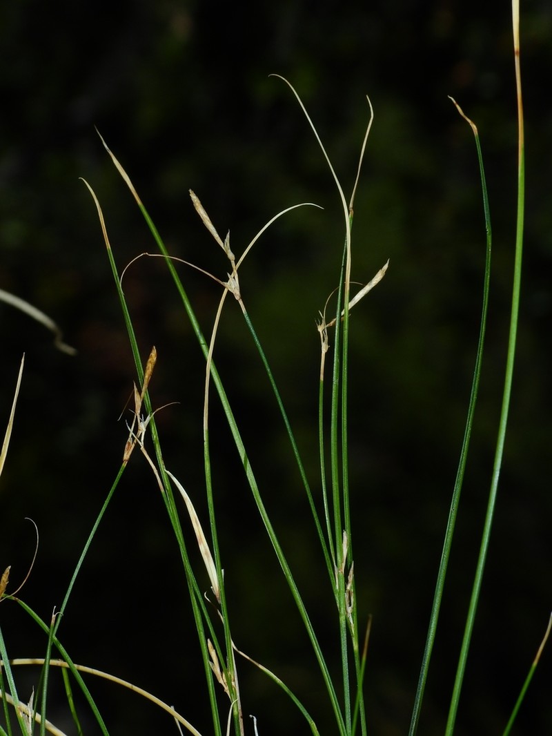 Thompkins' Sedge
