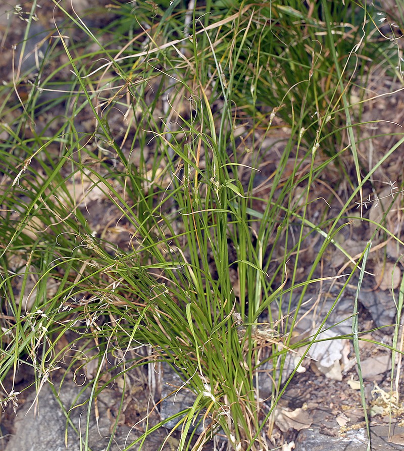 Thompkins' Sedge photo 2