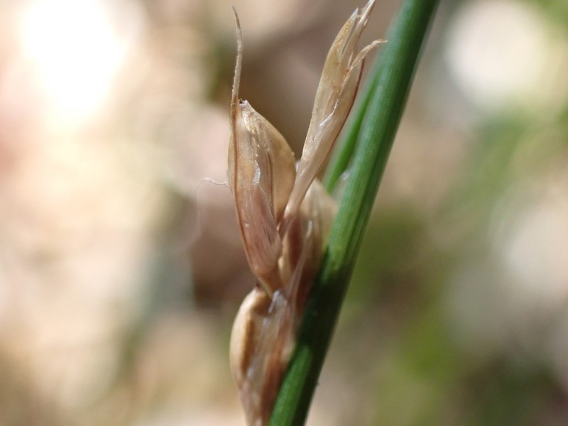 Thompkins' Sedge photo 3