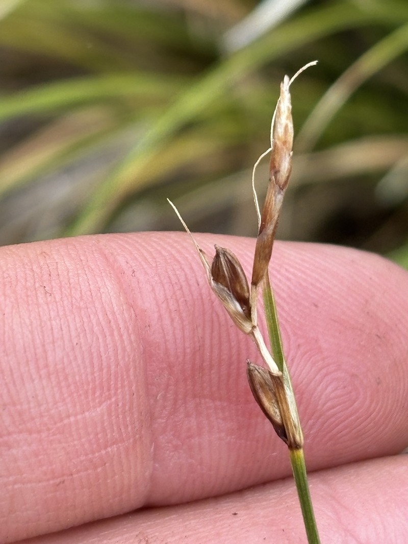 Thompkins' Sedge photo 5