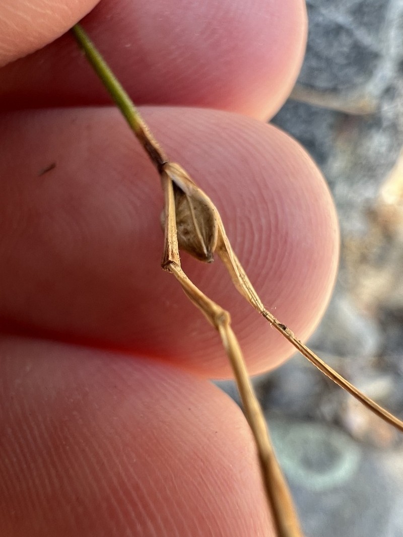Thompkins' Sedge photo 6