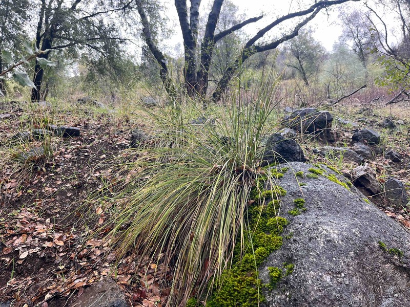 Thompkins' Sedge photo 7