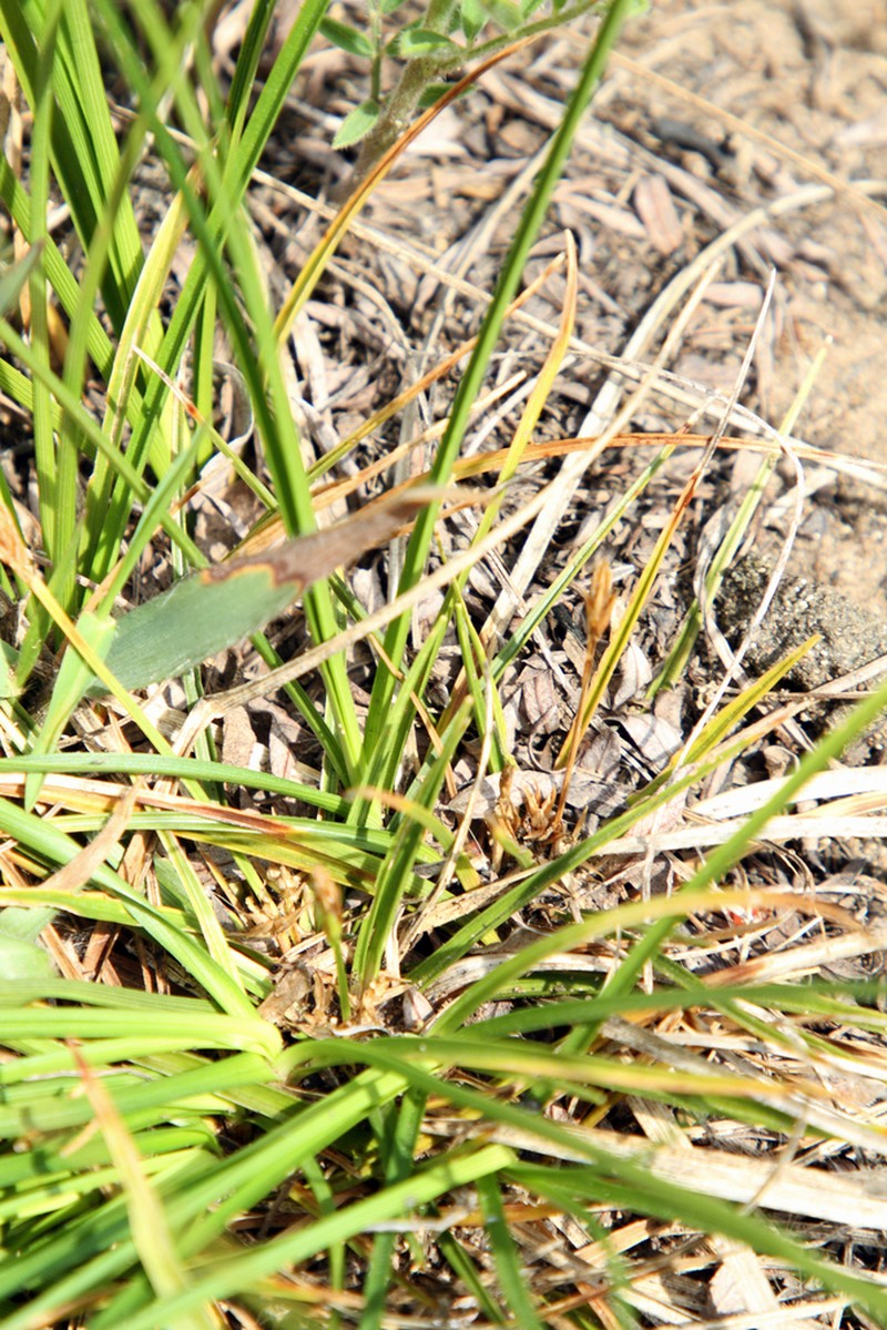 Shaved Sedge