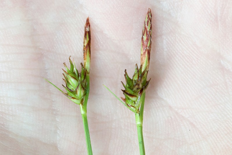Shaved Sedge photo 2