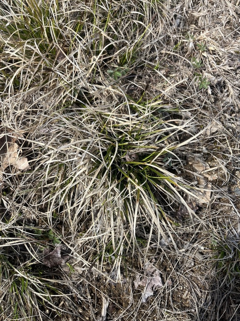 Shaved Sedge photo 3