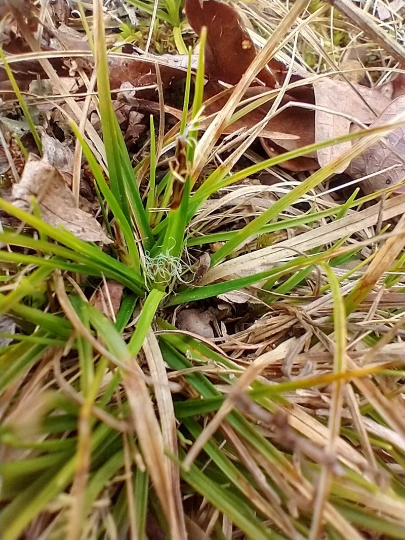 Shaved Sedge photo 4