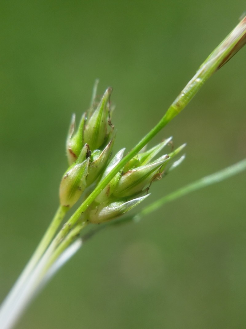 Shaved Sedge photo 5