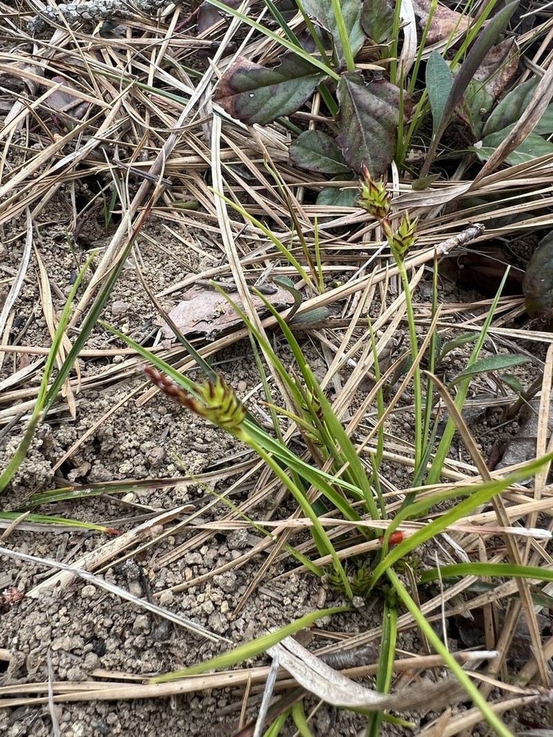 Shaved Sedge photo 6