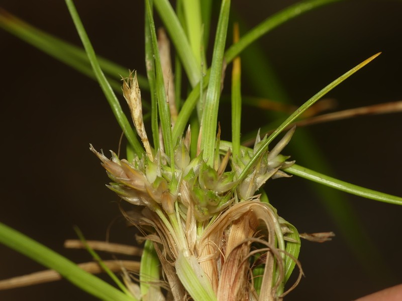 Shaved Sedge photo 7
