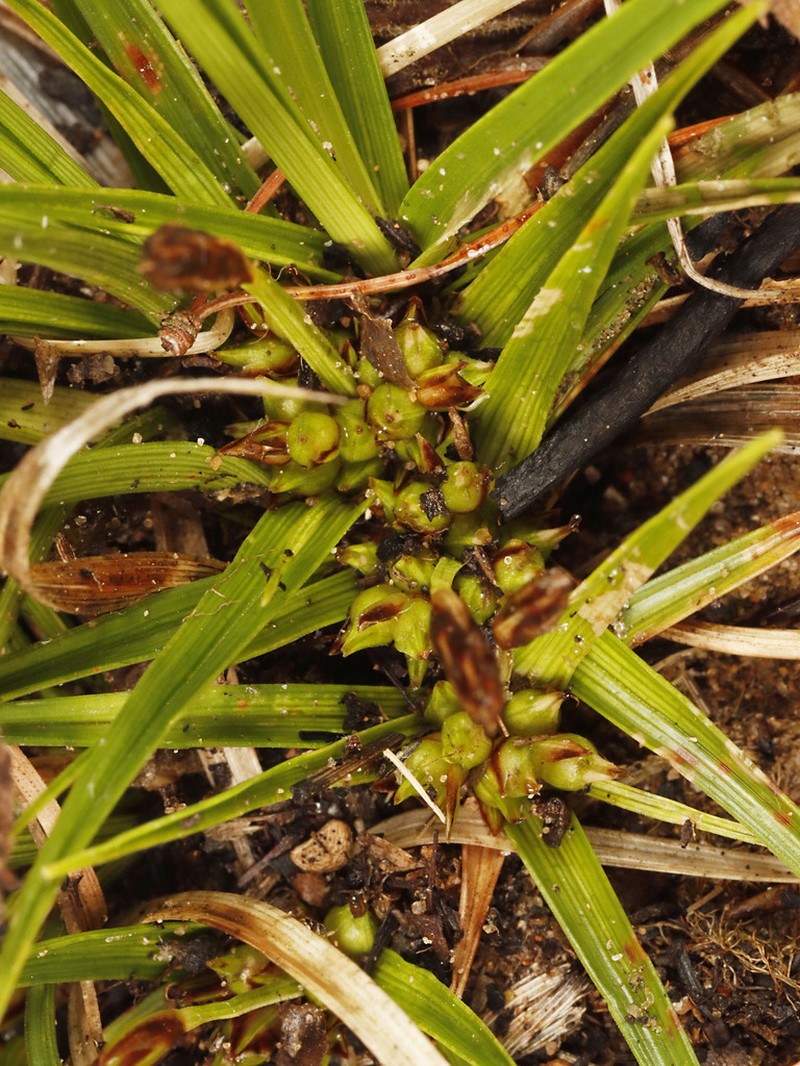 Shaved Sedge photo 8